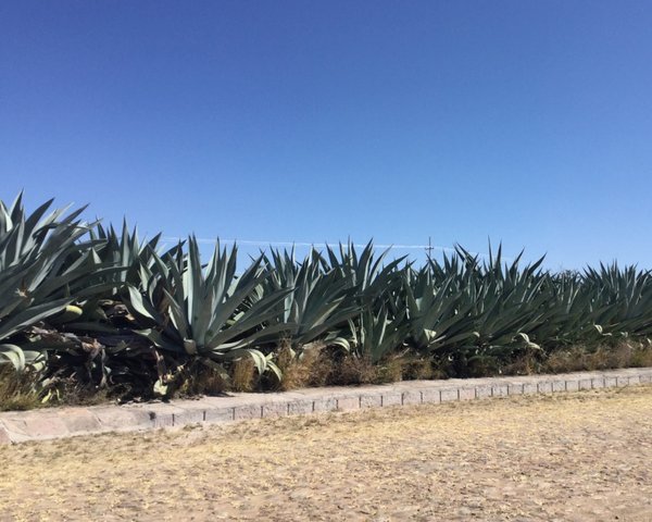 Lote en la Lagunita – San Miguel de Allende real estate