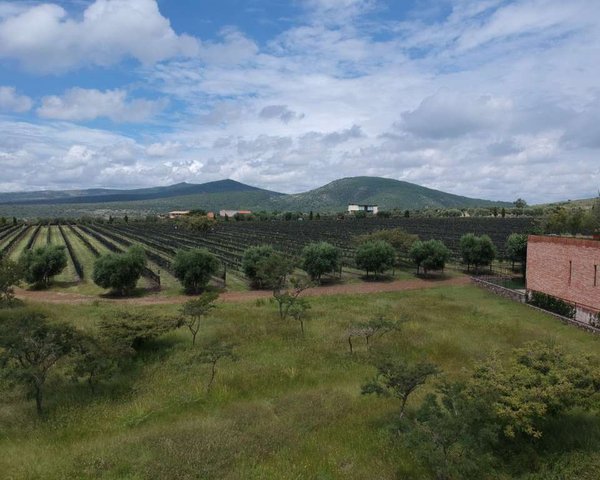 Terreno Bonanza Viñedo San Miguel – San Miguel de Allende real estate