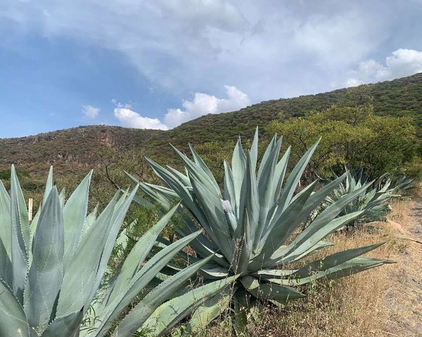 Lote Cañada de Leones – San Miguel de Allende real estate photo 1