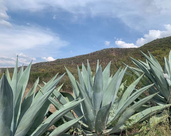 Lote Cañada de Leones – San Miguel de Allende real estate