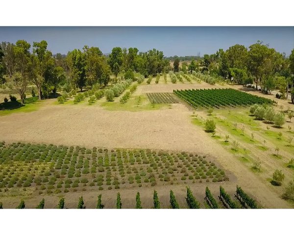 Lote Viñedo San Lucas – San Miguel de Allende real estate