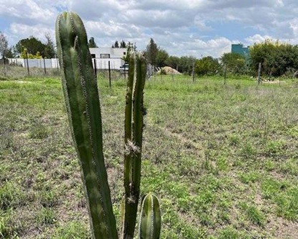 Terreno Perfecto para Construir la Casa de Tus Sueños en Cieneguita – San Miguel de Allende real estate