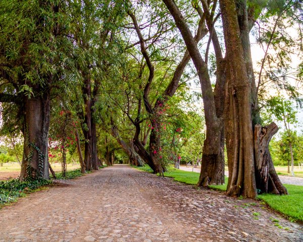 Los Remedios Malbec 512 – San Miguel de Allende real estate