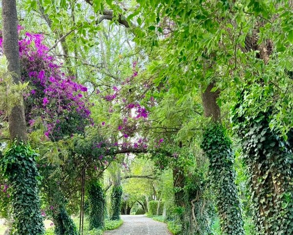 Estate Lot in Los Remedios Vineyard – San Miguel de Allende real estate