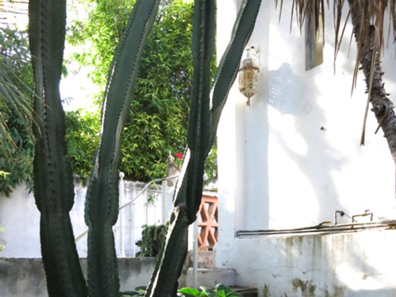 The Tree House — 4 photos
