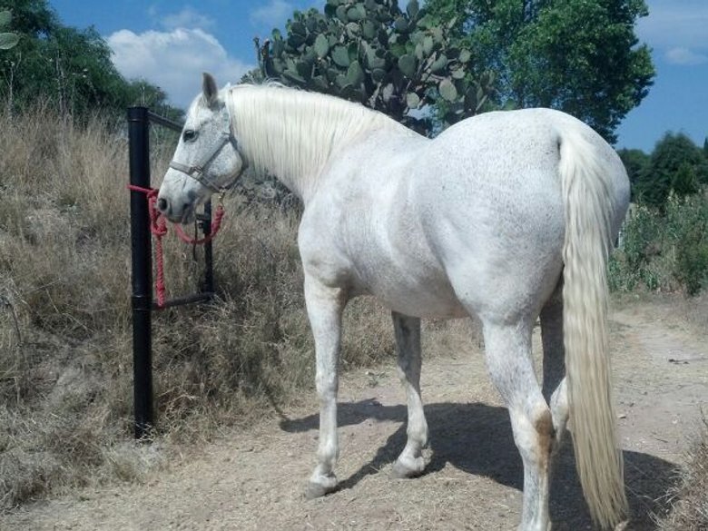 Country House in a Private Ranch for Horse lovers. — 29 fotos