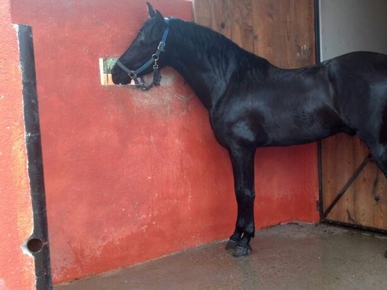 Country House in a Private Ranch for Horse lovers. — 27 fotos