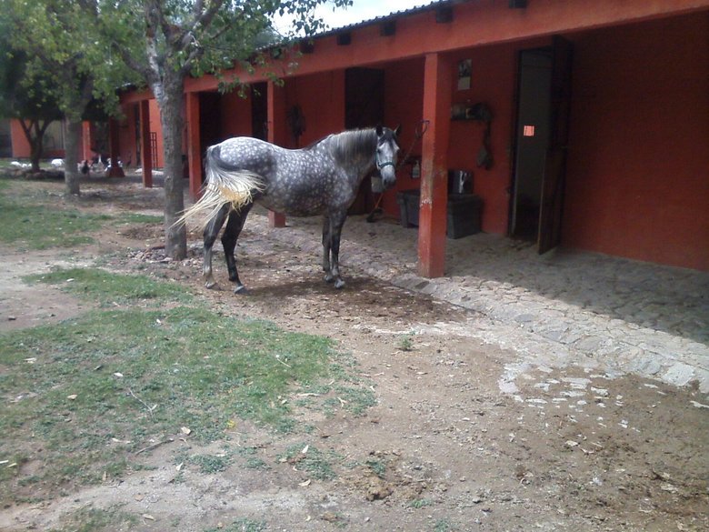 Country House in a Private Ranch for Horse lovers. — 30 fotos