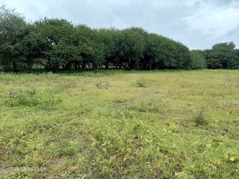 LOT IN CIENEGUITA — 4 photos