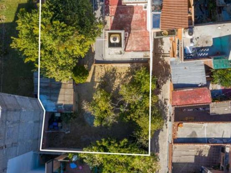Lote Arbol — 16 photos