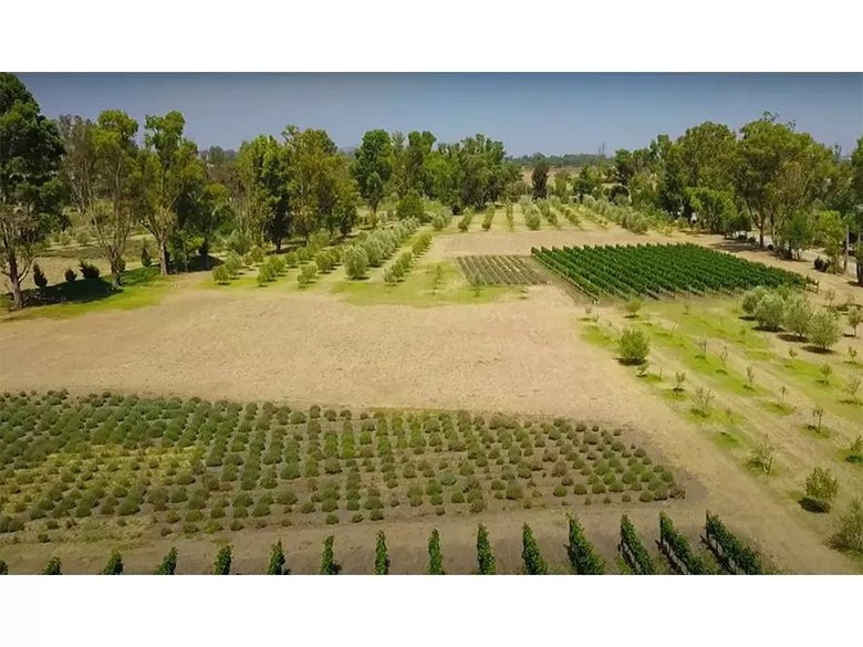 Lote Viñedo San Lucas — 4 photos