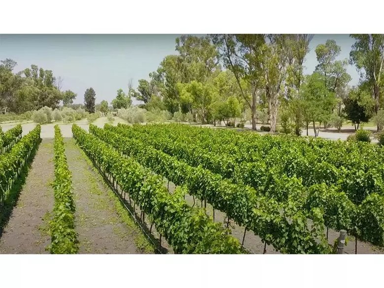 Lote Viñedo San Lucas — 11 photos