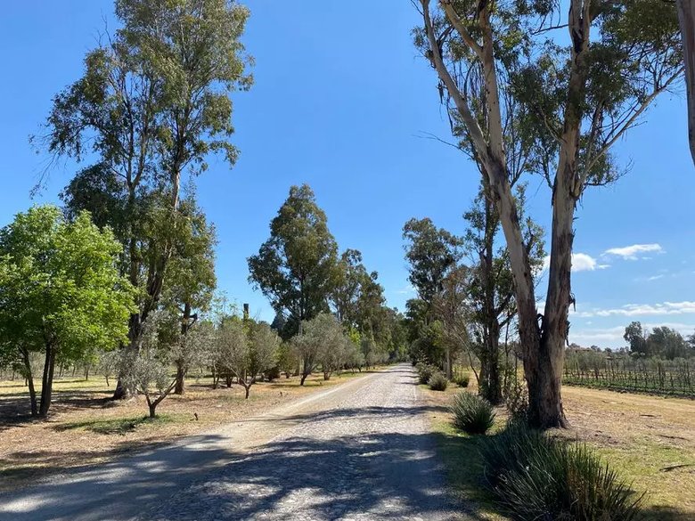 Lote Viñedo San Lucas — 9 photos