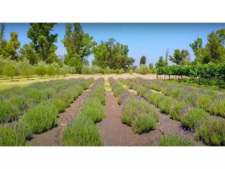 Lote Viñedo San Lucas — 2 photos