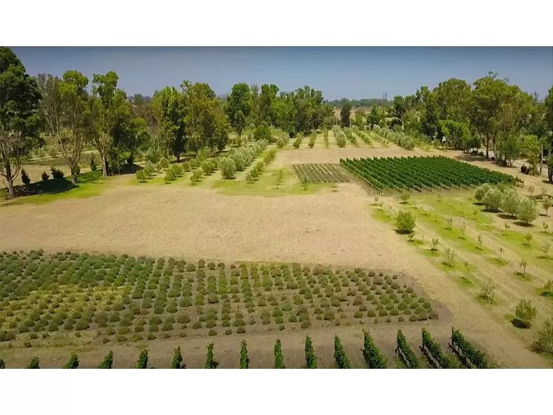 Lote Viñedo San Lucas — 3 photos