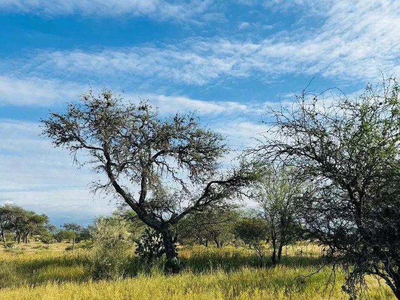 2.5 Hectares of premium Housing land — 11 photos