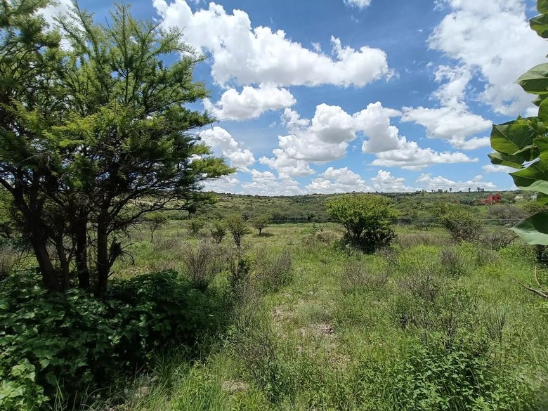 Lote Angeles — 1 photos
