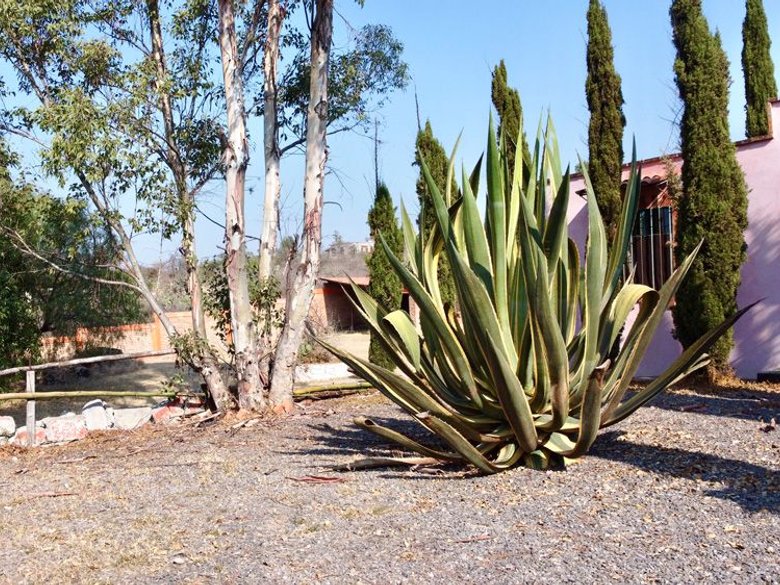 Ranchito Palo Dulzar — 9 photos