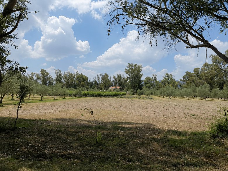 Lote Viñedo San Lucas — 4 fotos