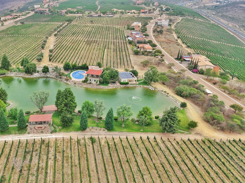 Merlot Lot 2 — 7 photos