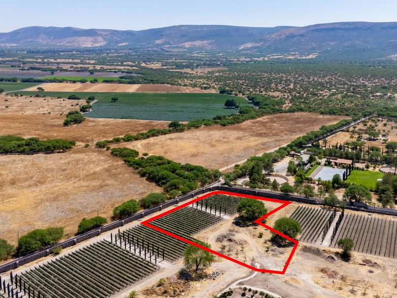Viñedos Patria Lote 5 — 7 photos