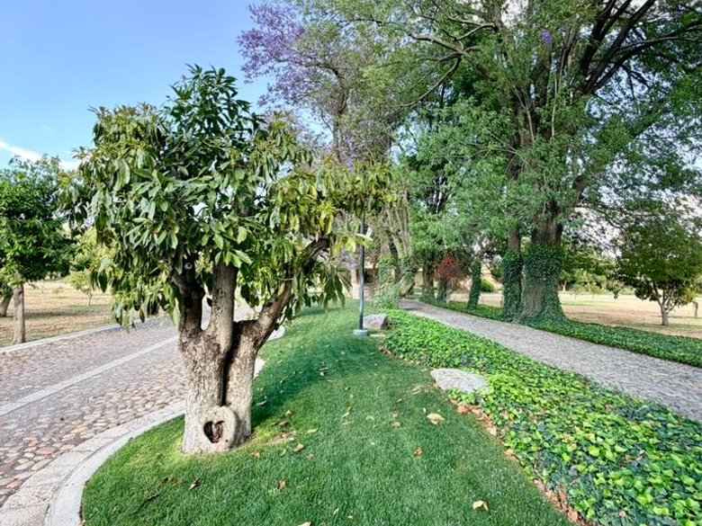 Estate Lot in Los Remedios Vineyard — 3 photos