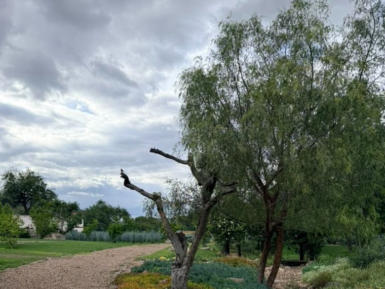 Estate Lot in Los Remedios Vineyard — 9 photos