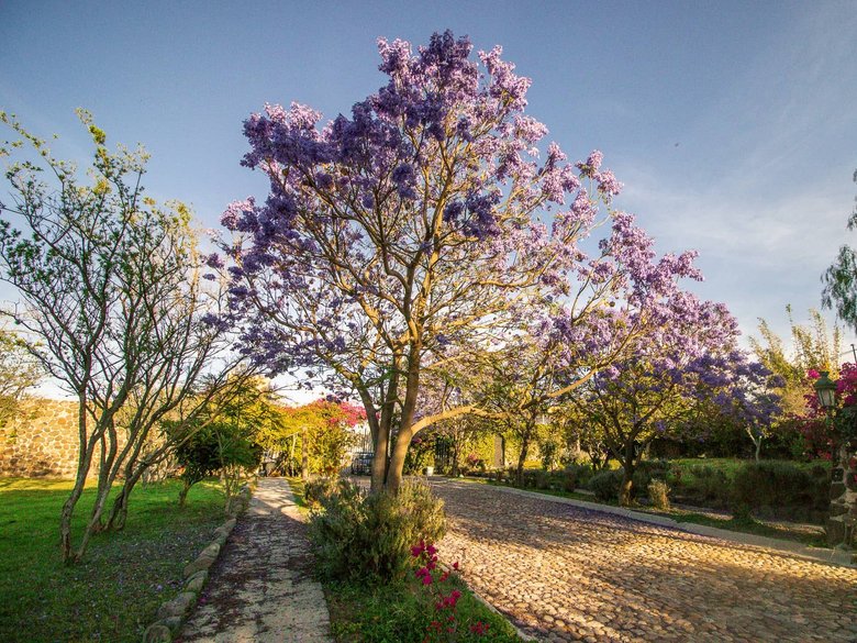 AltaVista Lot 19 – 1,053 m² | Luxury Homesite with Protected Views Near Centro — 10 photos