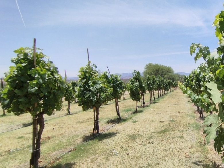 L 4  VIÑEDOS DE LOS SENDEROS — 5 photos