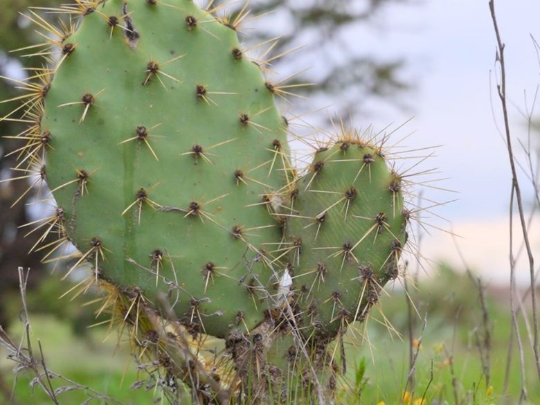 Lote Los Ranchos — 19 photos