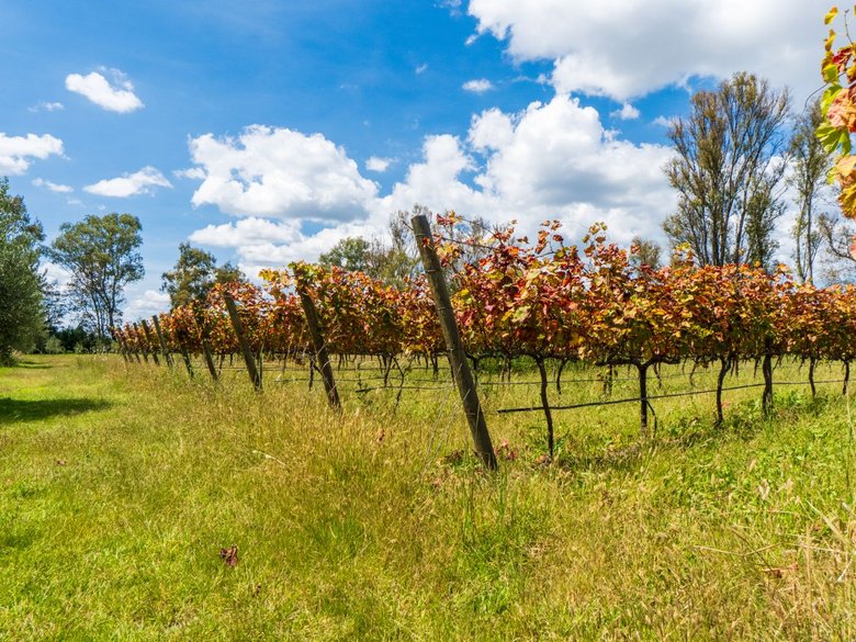 San Francisco Vineyards Lot 1 — 10 photos