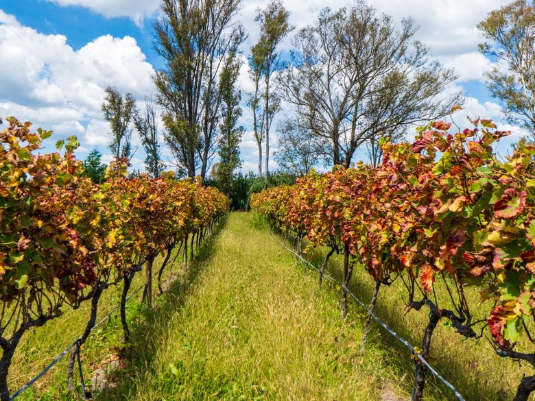 San Francisco Vineyards Lot 1 — 3 photos
