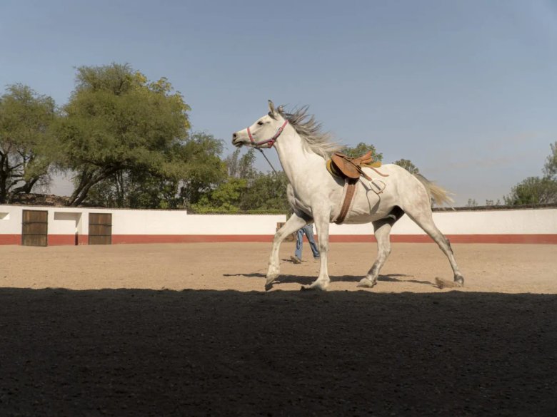 Lote Cané Rancho La Loma — 10 photos